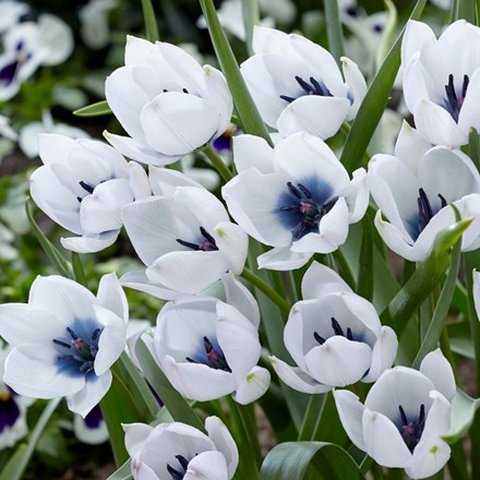 Tulipa Humilis Pulchella Albocaerulea | Dwarf Tulip