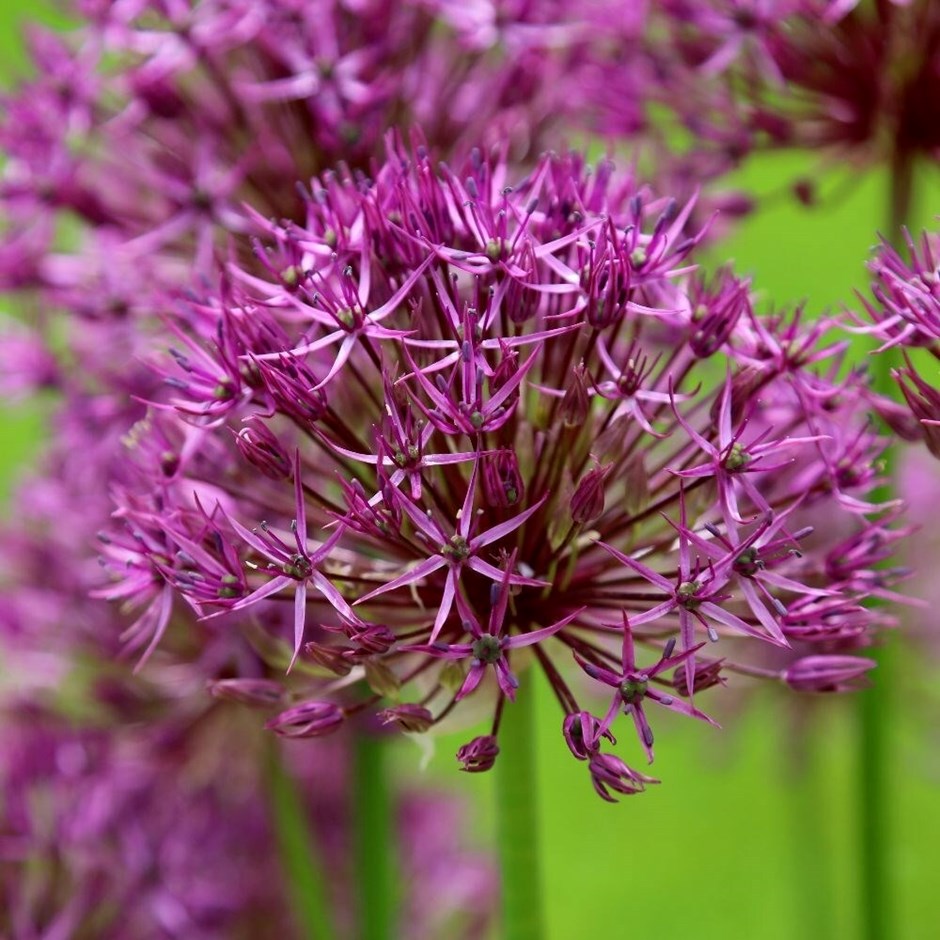 Allium Purple Rain | Dutch Garlic