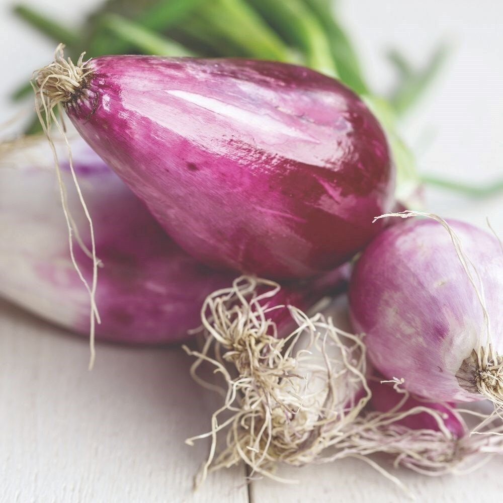 Shallot Griselle | Shallot