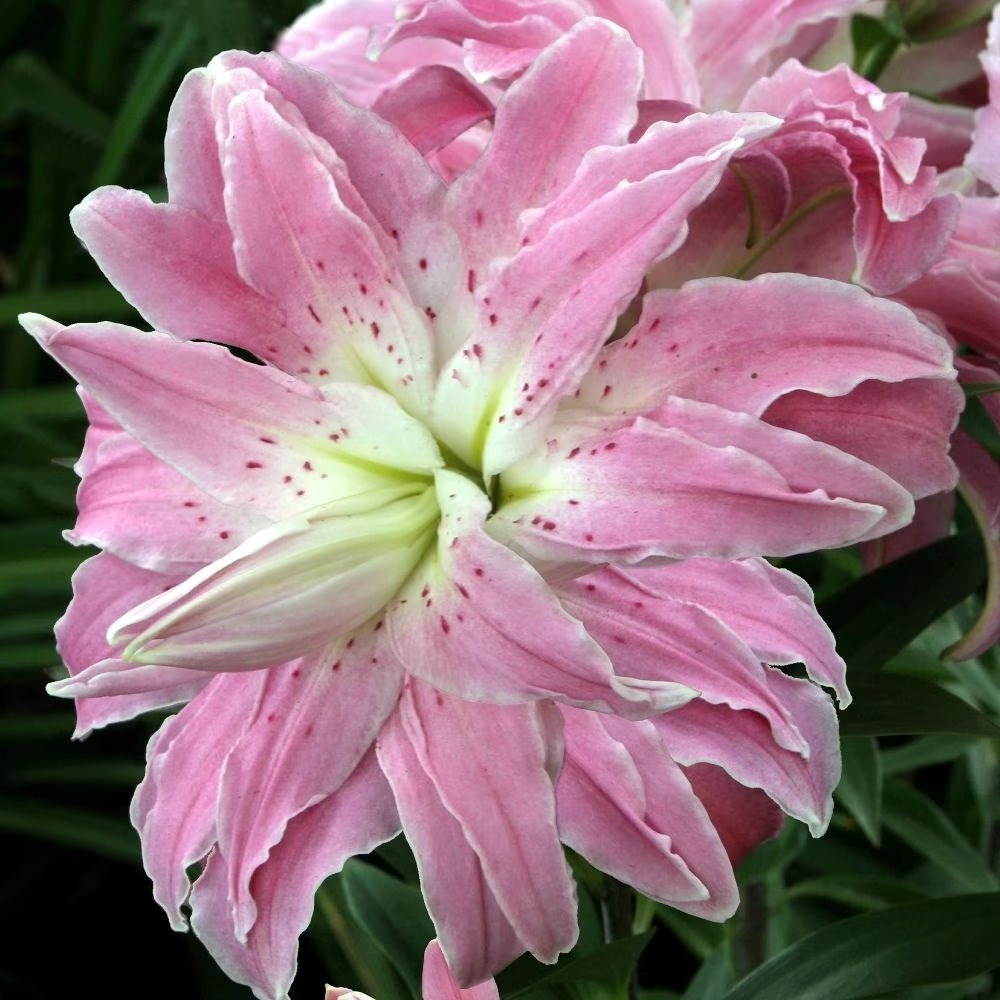 Lilium Lotus Elegance | Lotus Lily