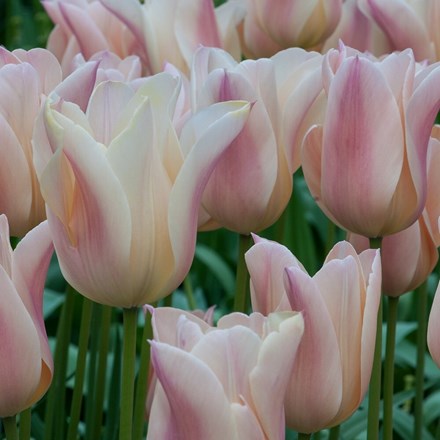 Tulipa Sanne | Triumph Tulip
