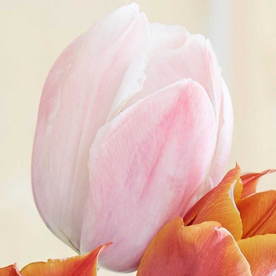 Tulipa Salmon Van Eijk | Darwin Hybrid Tulip