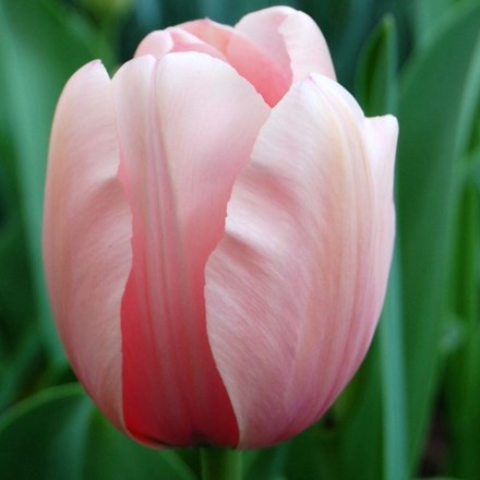 Tulipa Rosalie | Triumph Tulip