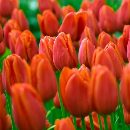 Tulipa Orange Cassini | Triumph Tulip