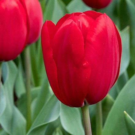 Tulipa Kingsblood | Single Late Tulip