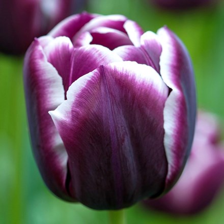Tulipa Fontainebleau | Triumph Tulip
