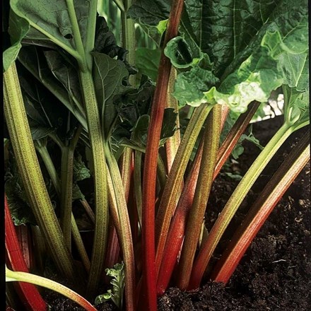 Rhubarb Stockbridge Arrow | Rhubarb