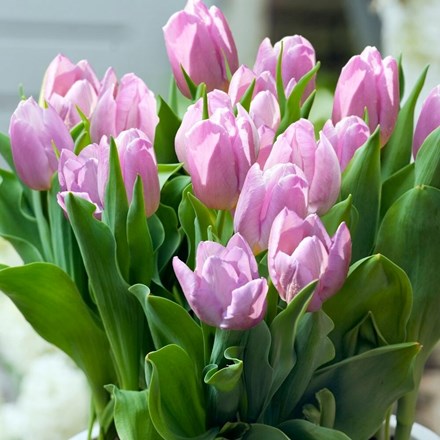 Tulipa Candy Prince (PBR) | Single Early Tulip