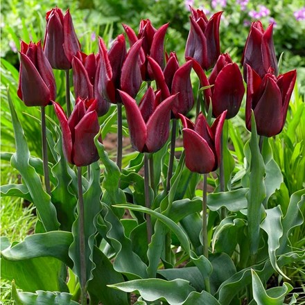 Tulipa Lasting Love | Triumph Tulip