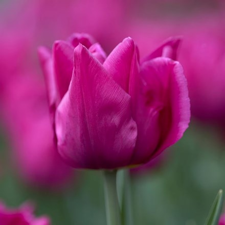 Tulipa Showcase | Double Early Tulip