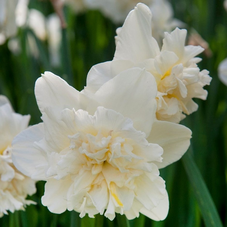 Narcissus Ice King | Double Daffodil