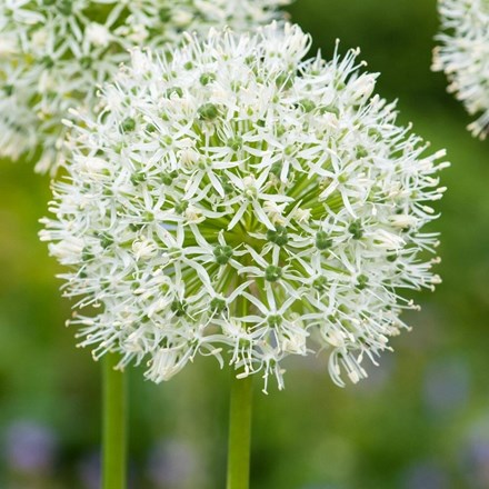 Allium Mont Blanc | Ornamental Onion