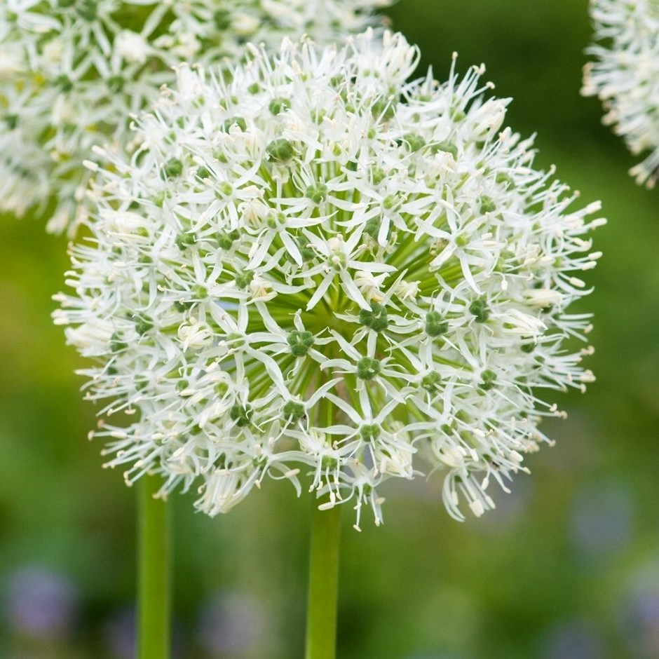 Allium Mont Blanc | Ornamental Onion