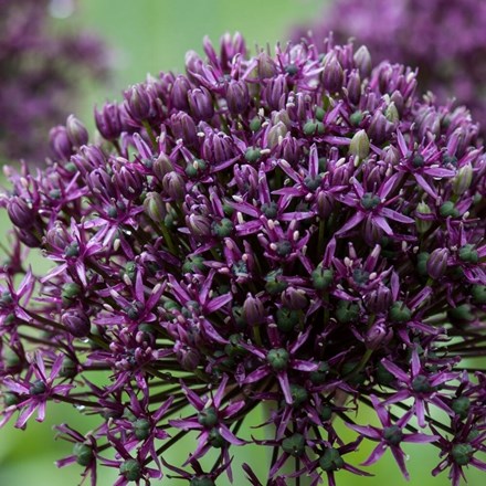 Allium Miami | Ornamental Onion