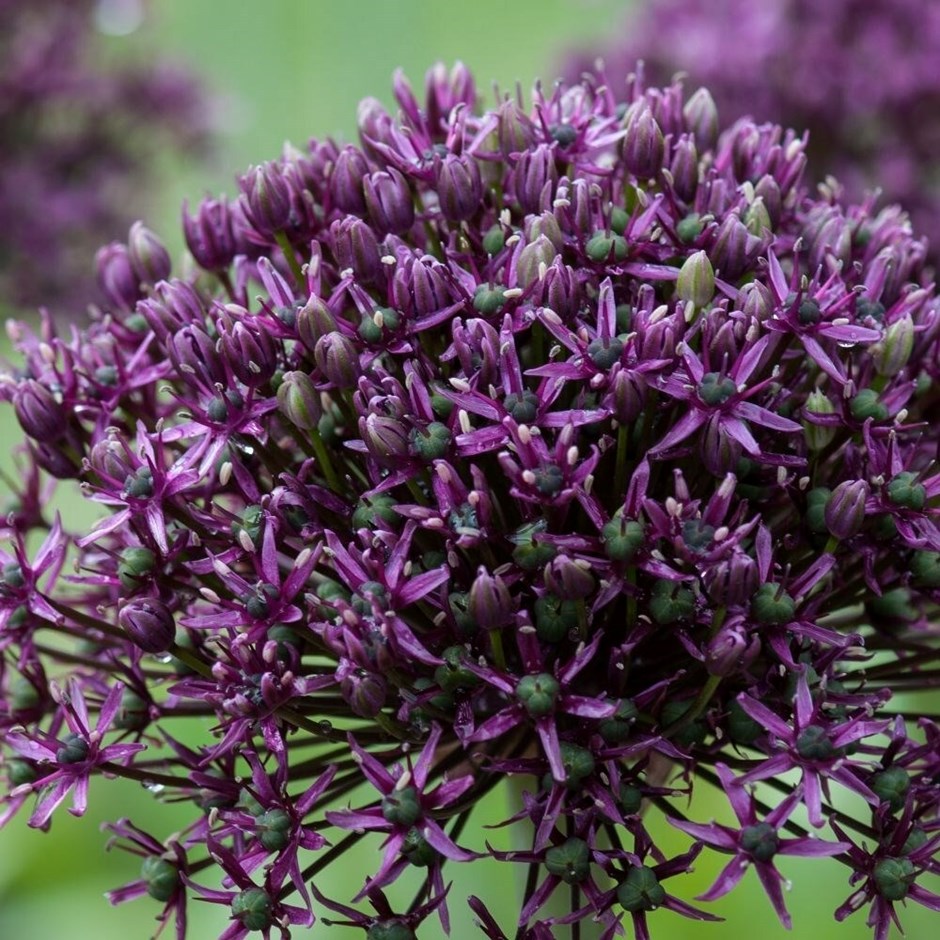 Allium Miami | Ornamental Onion