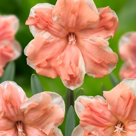 Narcissus Apricot Whirl | Split-corona Daffodil