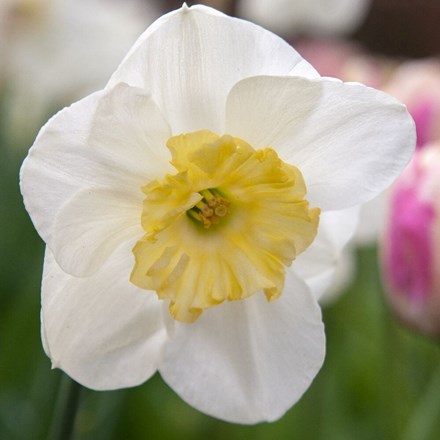 Narcissus Papillon Blanc | Split-Corona Daffodil