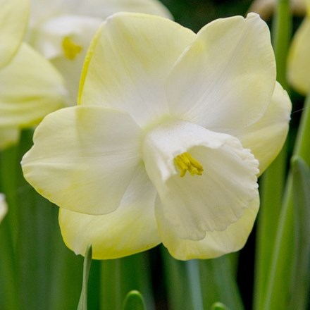 Narcissus Avalon | Large Cupped Daffodil