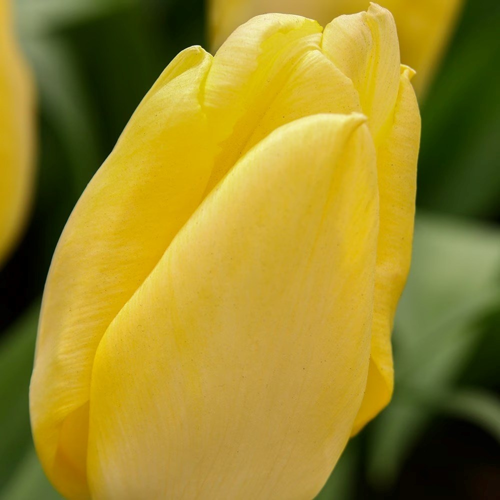 Tulipa Sunny Prince (PBR) | Single Early Tulip