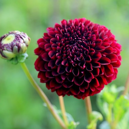 Dahlia Jowey Mirella | Ball Dahlia