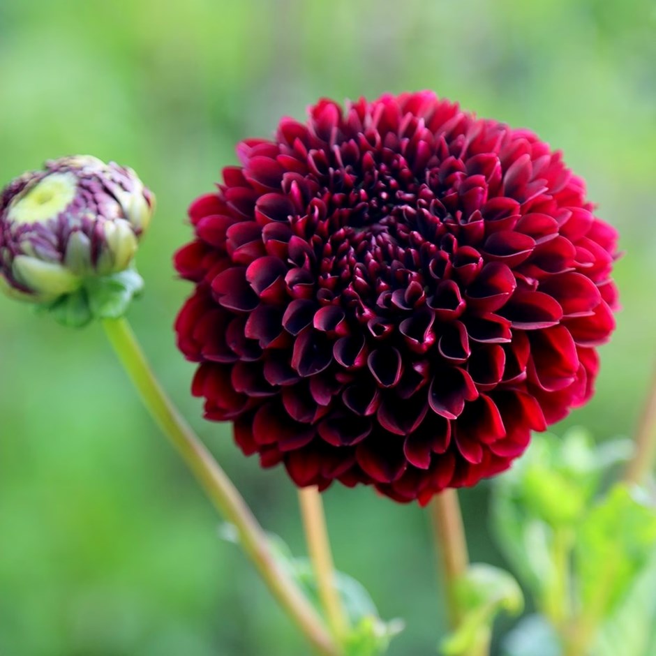 Dahlia Jowey Mirella | Ball Dahlia