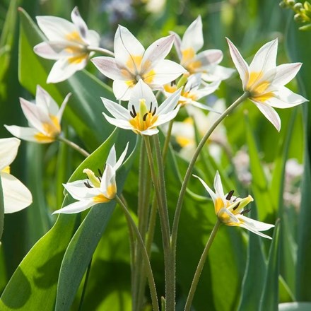 Tulipa Turkestanica | Turkestan Tulip