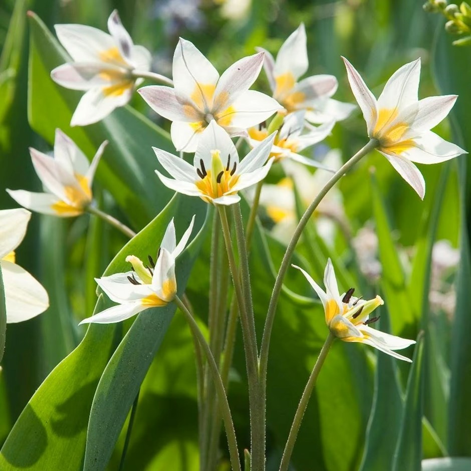 Tulipa Turkestanica | Turkestan Tulip