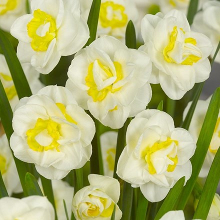 Narcissus Salou | Double Daffodil