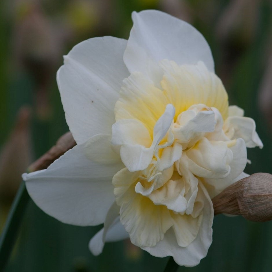Narcissus Obdam | Double Daffodil