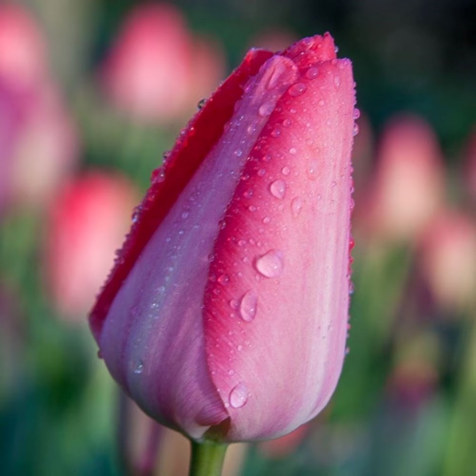 Tulipa Van Eijk | Darwin Hybrid Tulip
