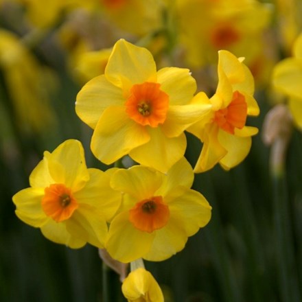 Narcissus Martinette | Tazetta Daffodil