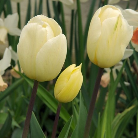 Tulipa Francoise | Triumph Tulip