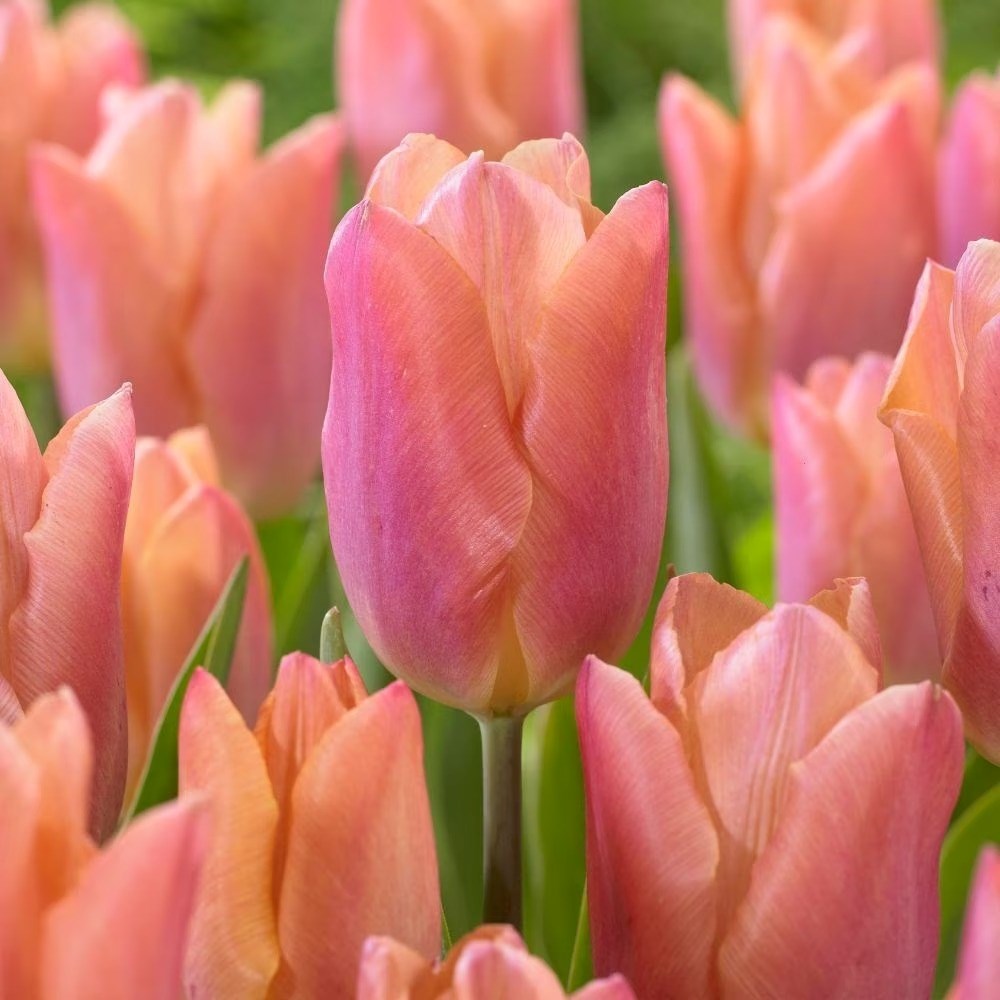 Tulipa Salmon Prince | Single Early Tulip