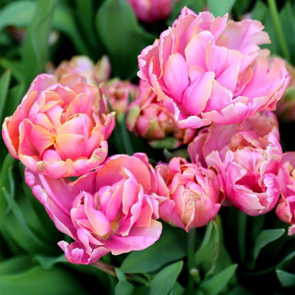 Tulipa Pink Star | Double Late Tulip