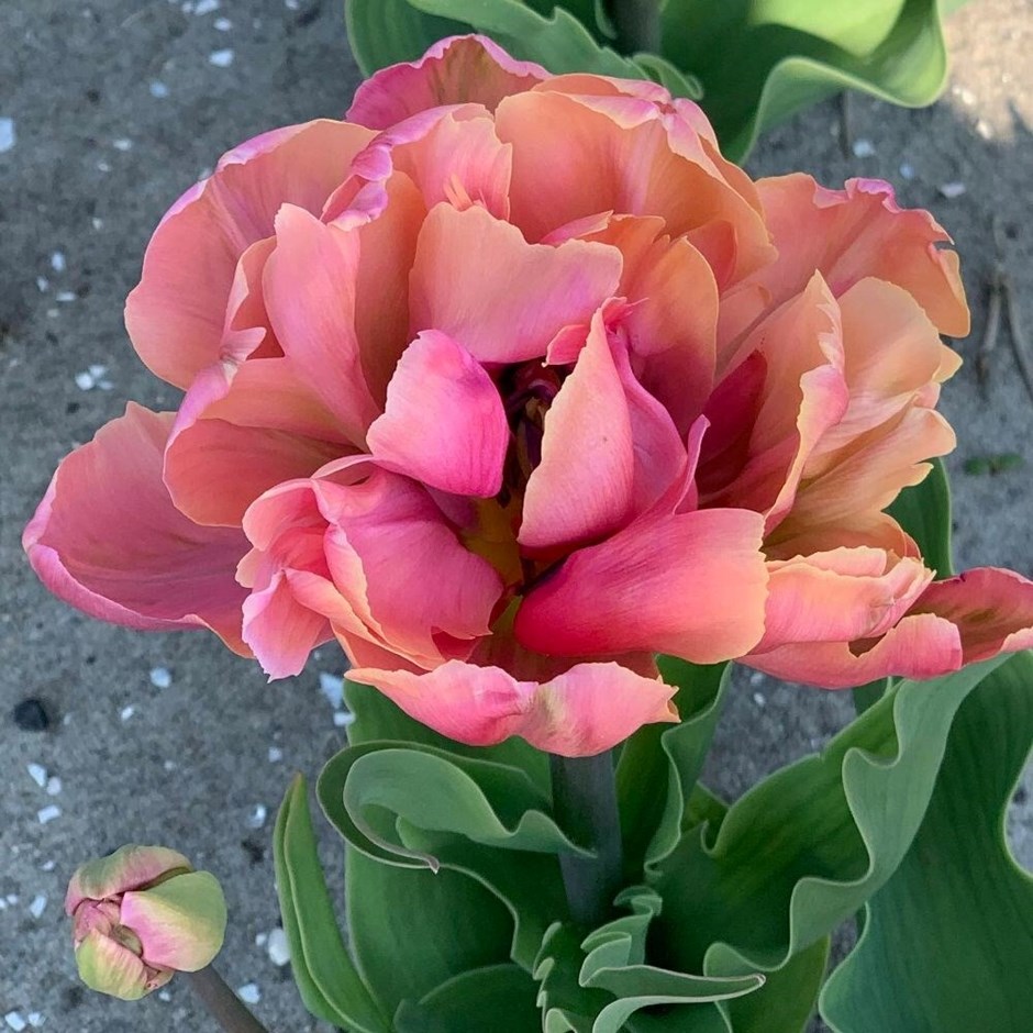 Tulipa Pink Star | Double Late Tulip