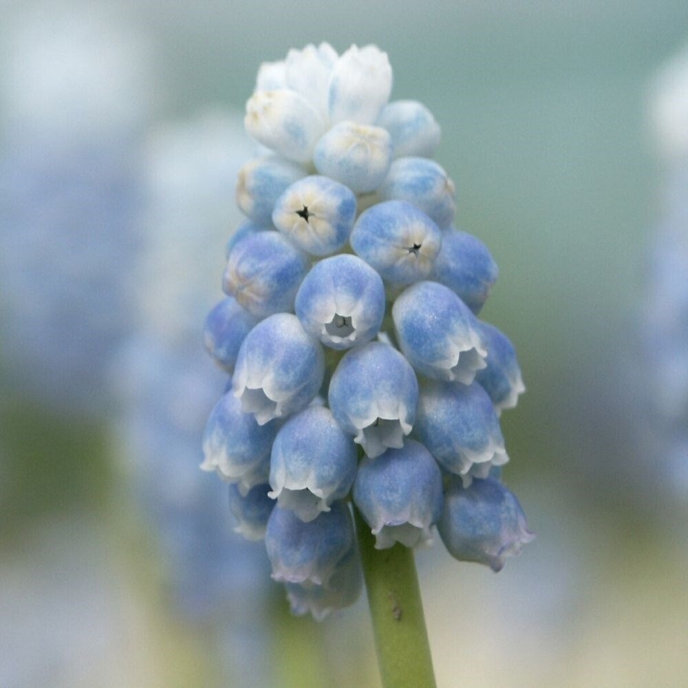 Muscari Armeniacum Peppermint | Grape Hyacinth