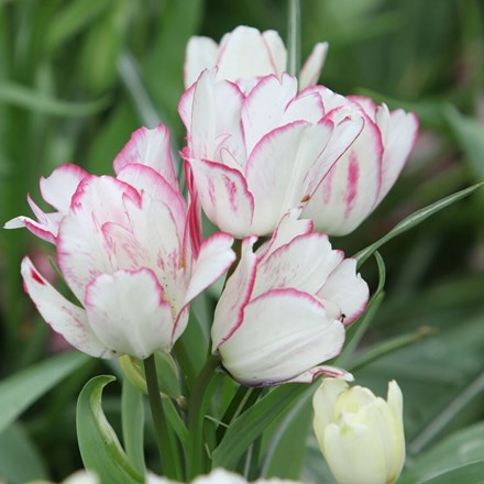 Tulipa Candy Club | Single Late Tulip
