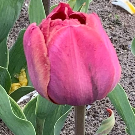 Tulipa Ridgedale | Double Late Tulip