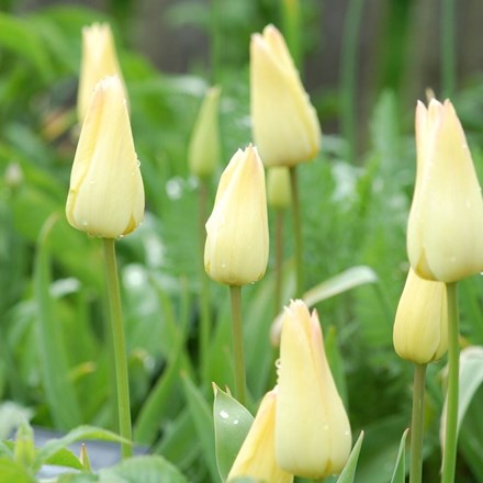 Tulipa Elegant Lady | Lily Flowered Tulip