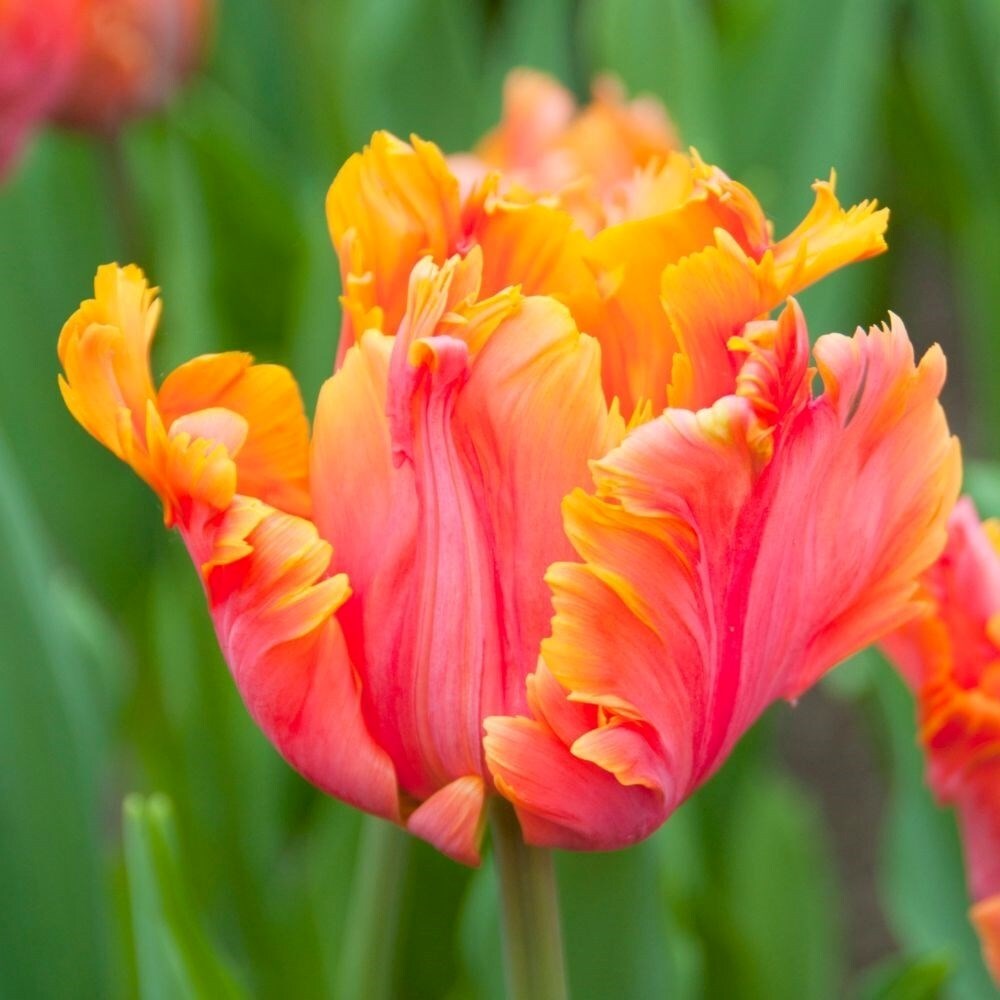 Tulipa Amazing Parrot | Parrot Tulip