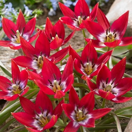 Tulipa Tiny Timo | Miscellaneous Group Tulip