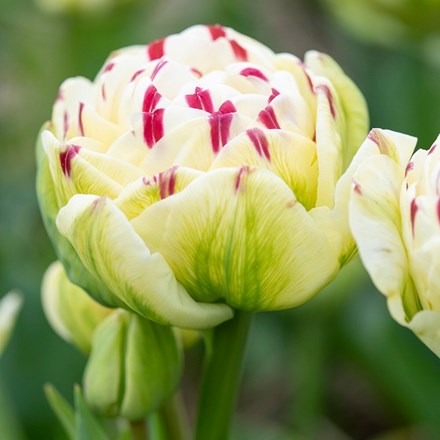 Tulipa Danceline | Double Late Tulip