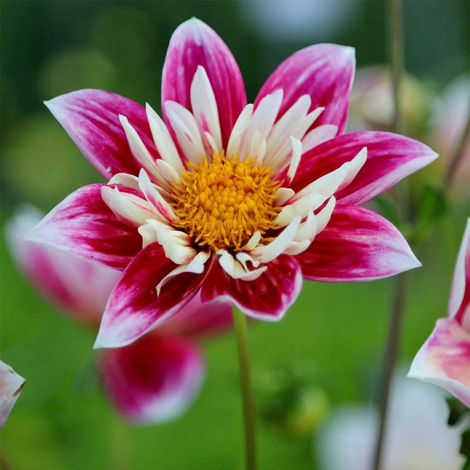 Dahlia Fashion Monger | Collarette Dahlia