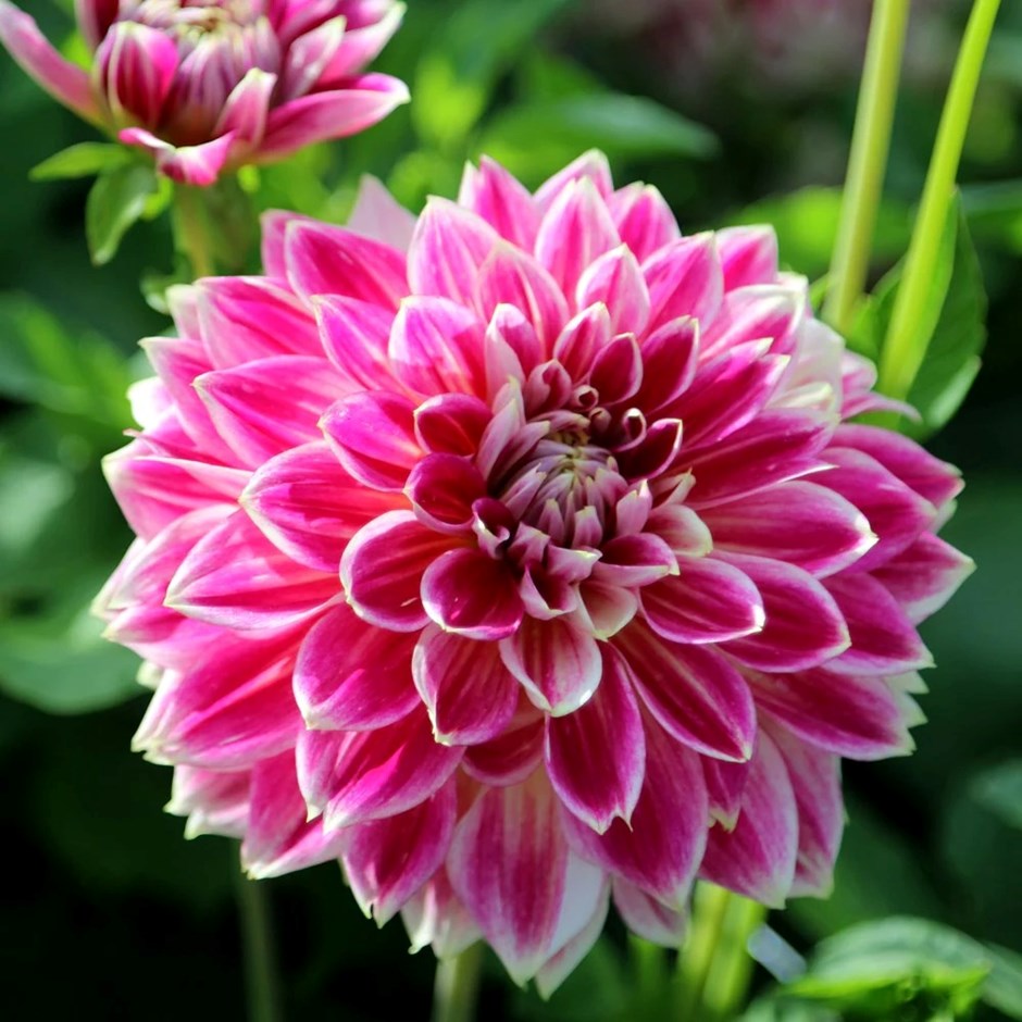 Dahlia Temple of Beauty | Miscellaneous Dahlia