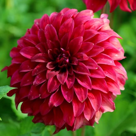 Dahlia Spartacus Senior | Dinnerplate Dahlia