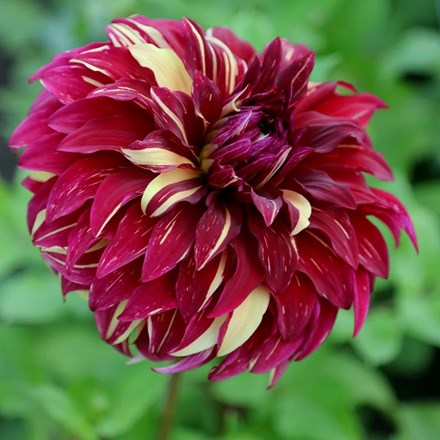 Dahlia Bohemian Spartacus | Dinnerplate Dahlia