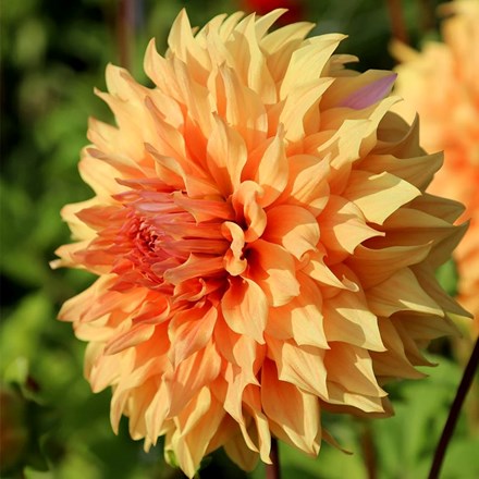 Dahlia Great Hercules | Dinnerplate Dahlia