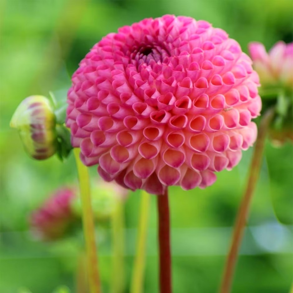 Dahlia Burlesca | Ball Dahlia