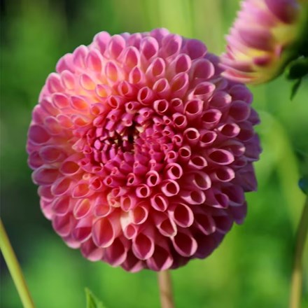 Dahlia Jowey Winnie | Ball Dahlia |