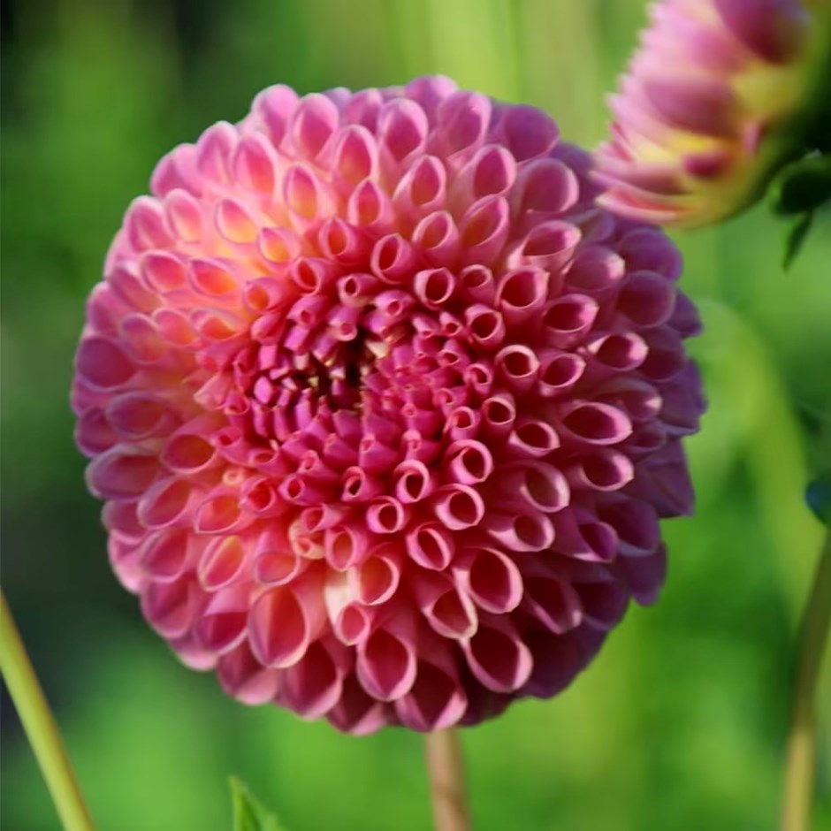 Dahlia Jowey Winnie | Ball Dahlia